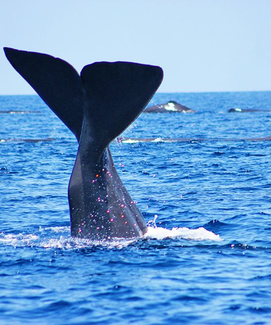 Whale Watching
