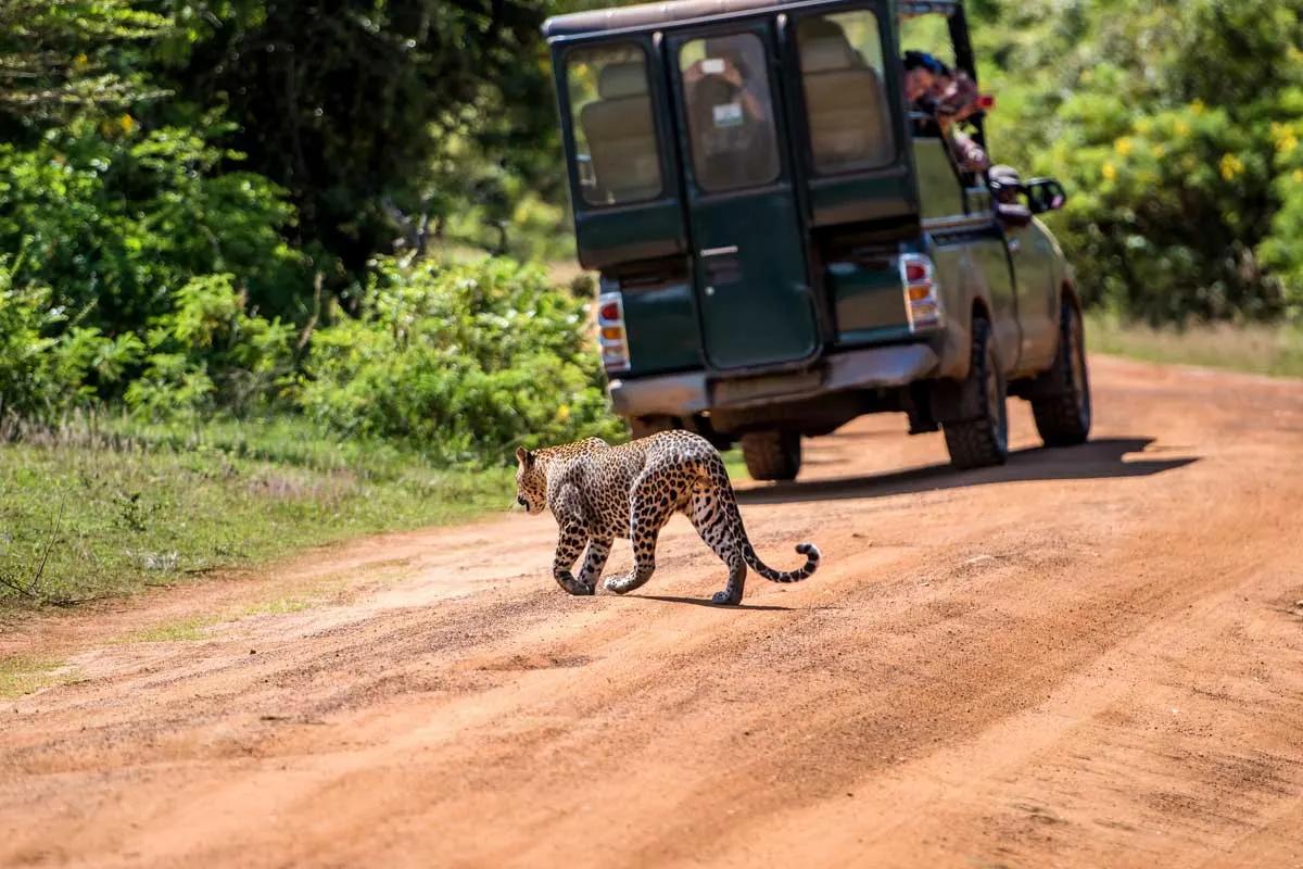 Leopard Safari
