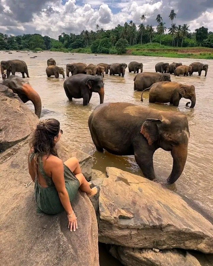 Pinnawala Elephant Rehabilitation visit