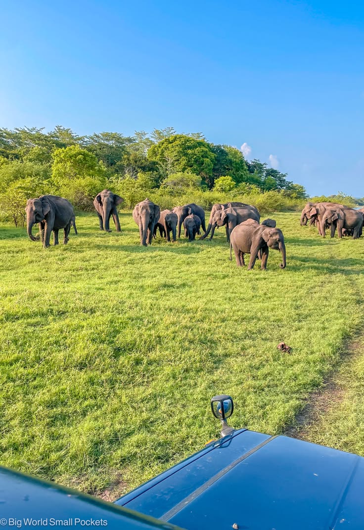 Minneriya National Park forest wildlife safari drive