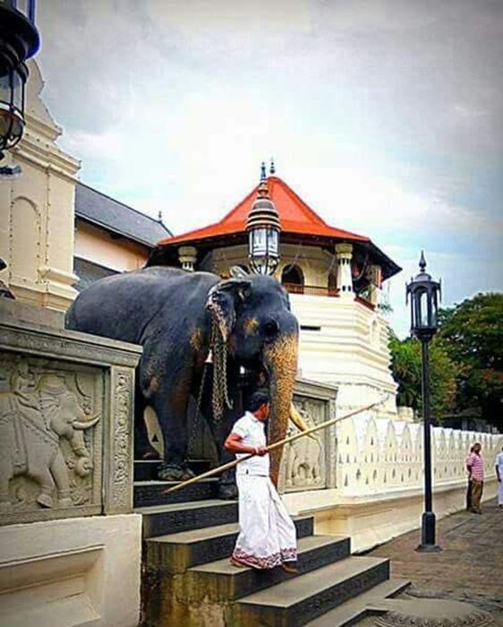 Sacred Temple of the Tooth & Cultural Dance Show