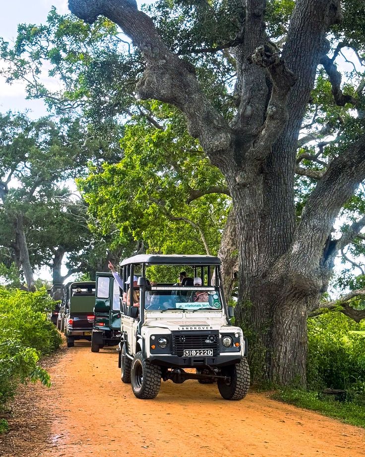 Yala National Park leopard-spotting 4x4 safari drive