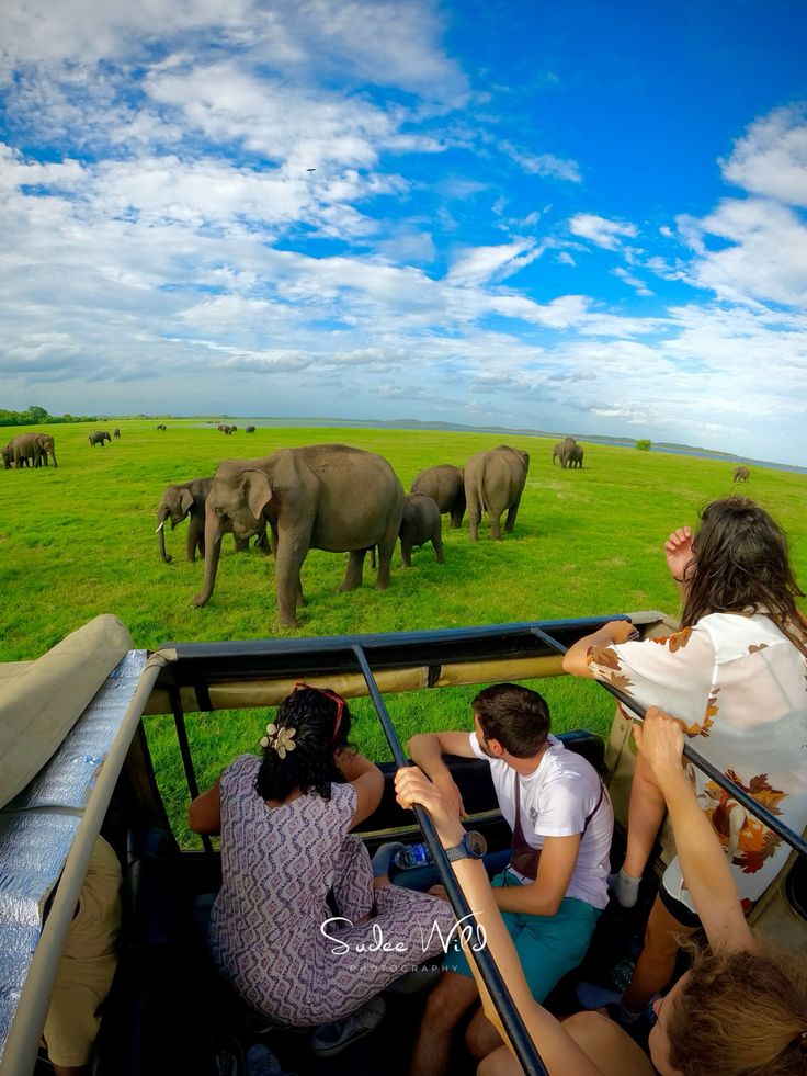 Minneriya National Park Elephant gathering wild safari