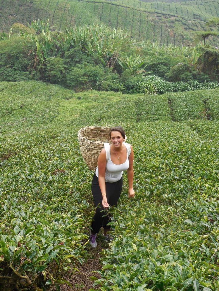 Misty highlands tea plantation harvesting experience