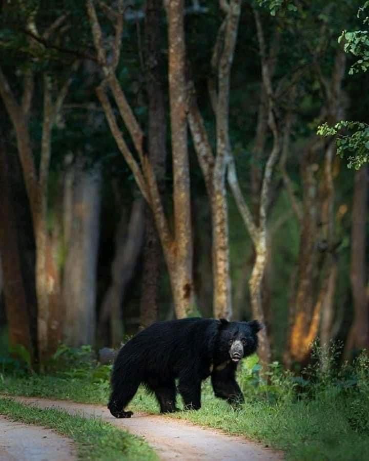 Sloth Bear Watching Safari