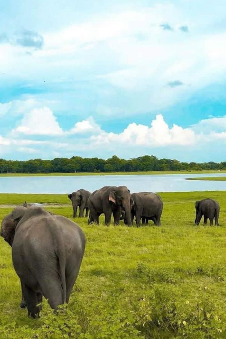 Minneriya Rainwater Reservoir 3-hour wild elephant safari