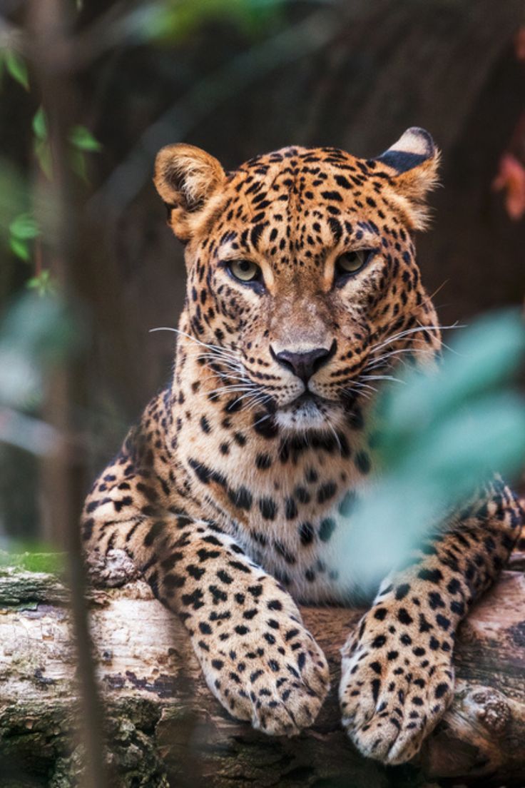 Yala National Park
